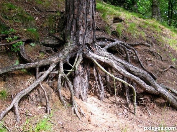 Creepy Roots 